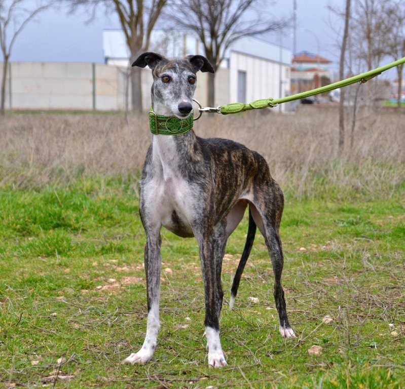 Photo de REGINA, un lévrier en attente d adoption