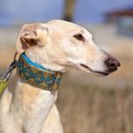 Photo de ROSALIA, un lévrier à adopté