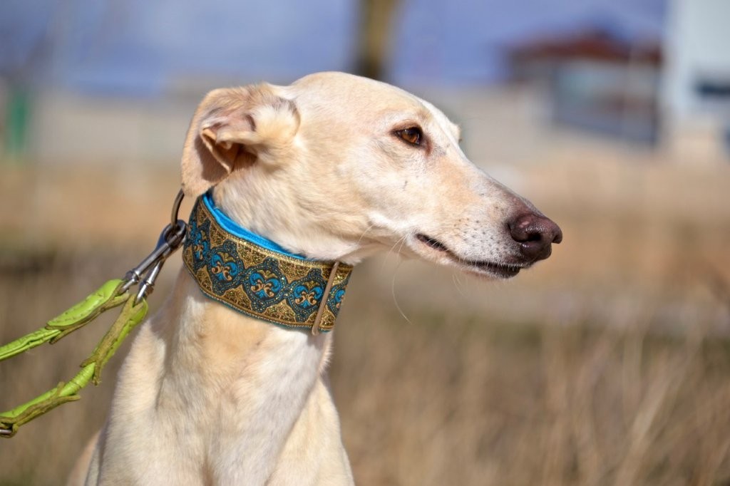 Photo de ROSALIA, un lévrier en attente d adoption