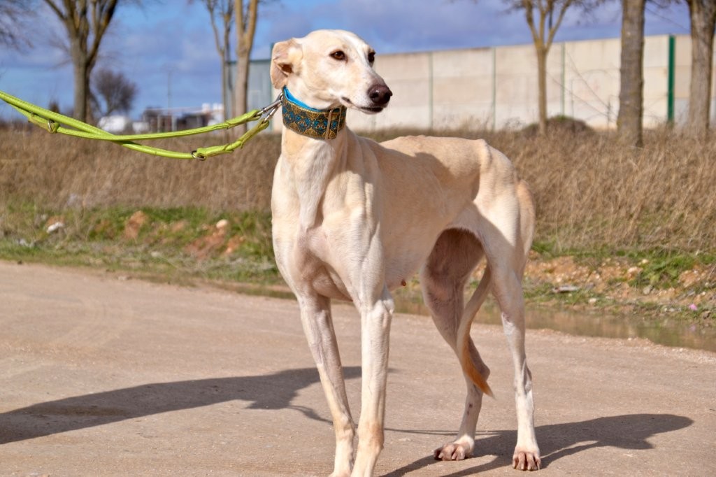 Photo de ROSALIA, un lévrier en attente d adoption