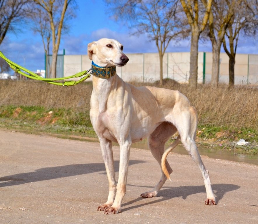 Photo de ROSALIA, un lévrier en attente d adoption