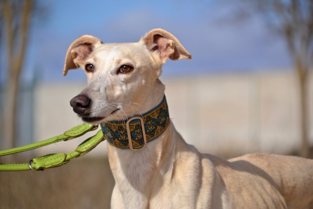 Photo de ROSALIA, un lévrier en attente d adoption