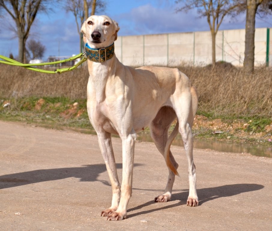 Photo de ROSALIA, un lévrier en attente d adoption