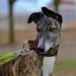 Photo de SHENNA, un lévrier à adopté