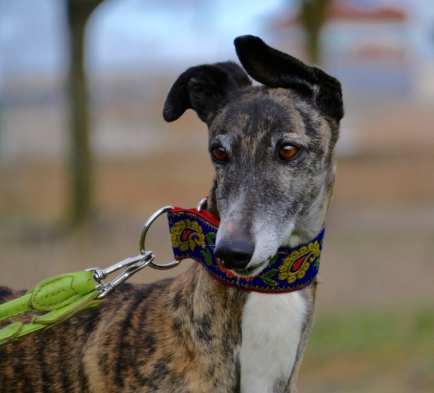Photo de SHENNA, un lévrier en attente d adoption