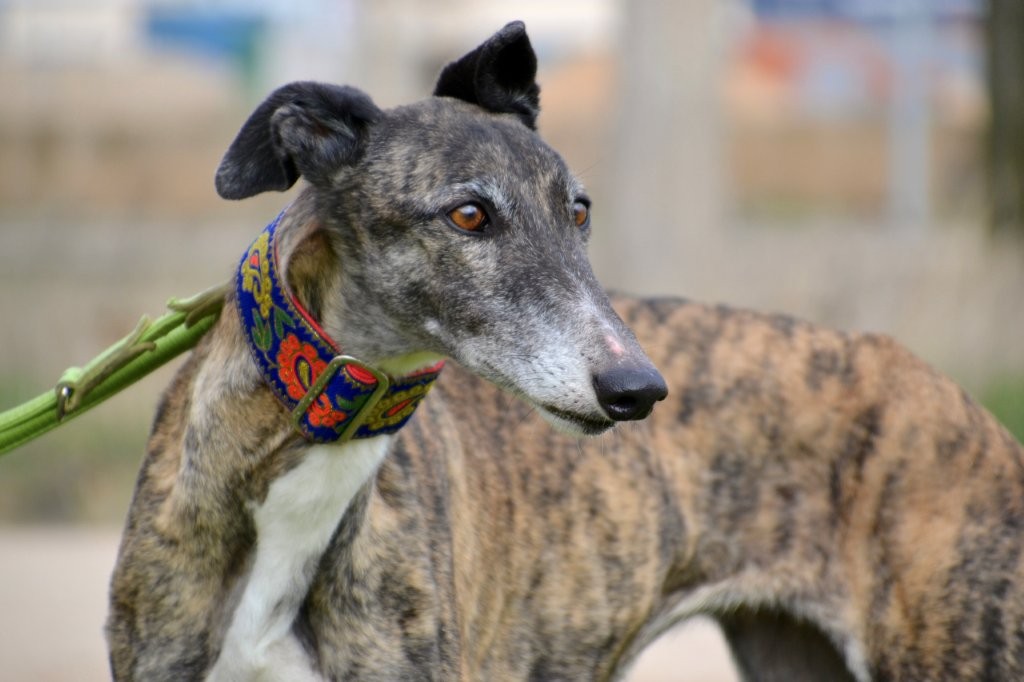 Photo de SHENNA, un lévrier en attente d adoption