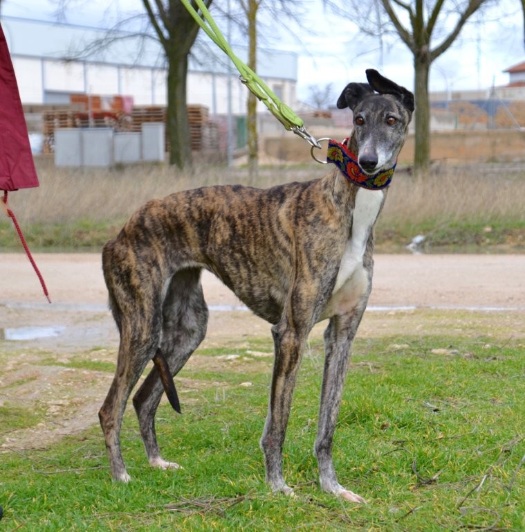 Photo de SHENNA, un lévrier en attente d adoption