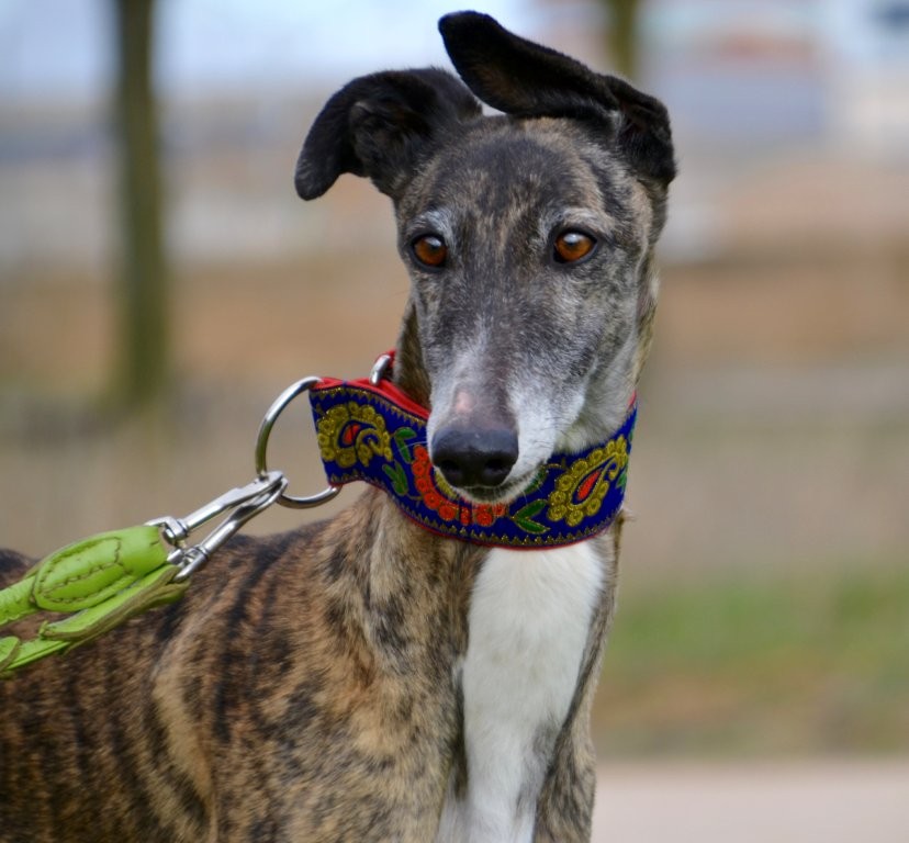 Photo de SHENNA, un lévrier en attente d adoption