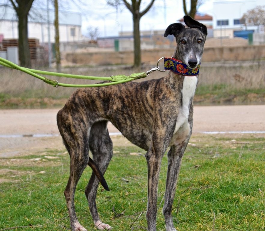 Photo de SHENNA, un lévrier en attente d adoption