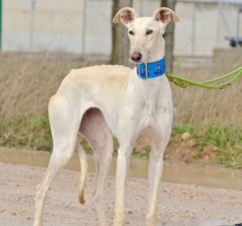 Photo de TALMAI, un lévrier en attente d adoption