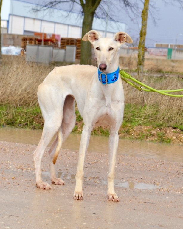 Photo de TALMAI, un lévrier en attente d adoption