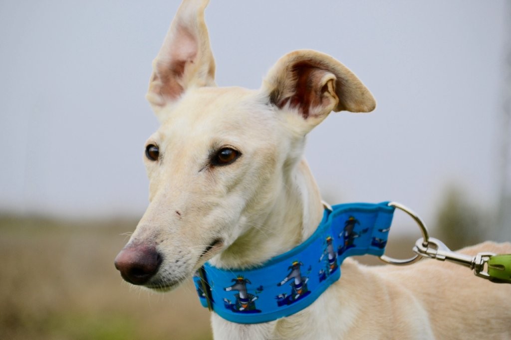 Photo de TALMAI, un lévrier en attente d adoption