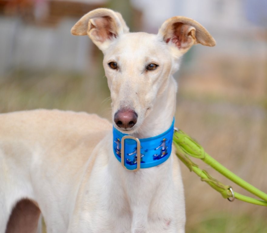 Photo de TALMAI, un lévrier en attente d adoption