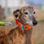 Photo de TANGO, un lévrier à adopté