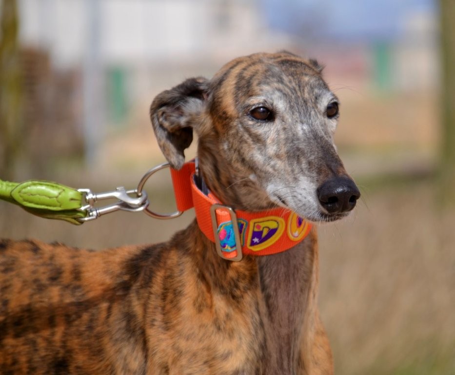 Photo de TANGO, un lévrier en attente d adoption