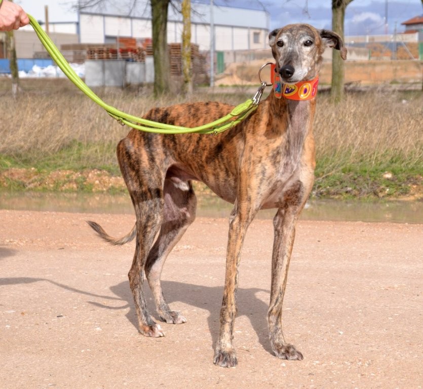 Photo de TANGO, un lévrier en attente d adoption