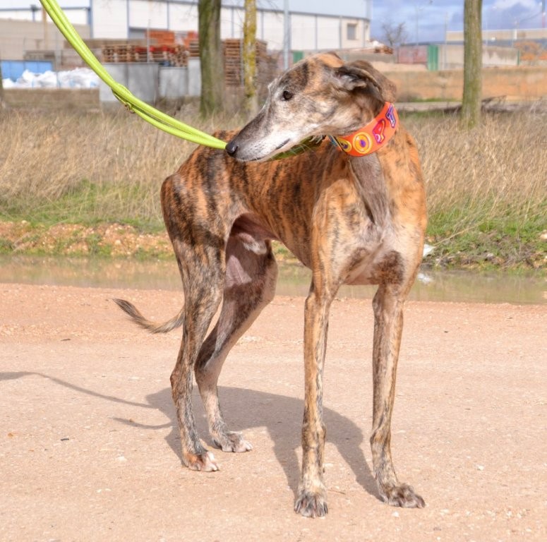 Photo de TANGO, un lévrier en attente d adoption