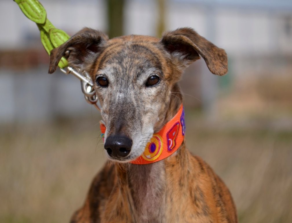 Photo de TANGO, un lévrier en attente d adoption