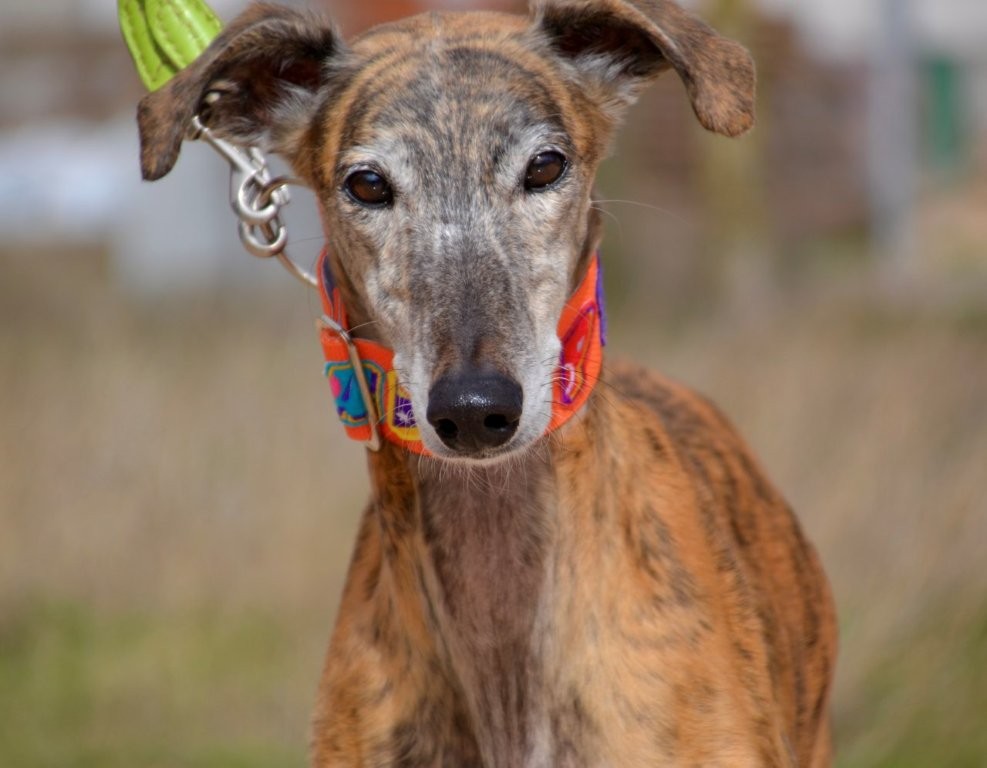 Photo de TANGO, un lévrier en attente d adoption