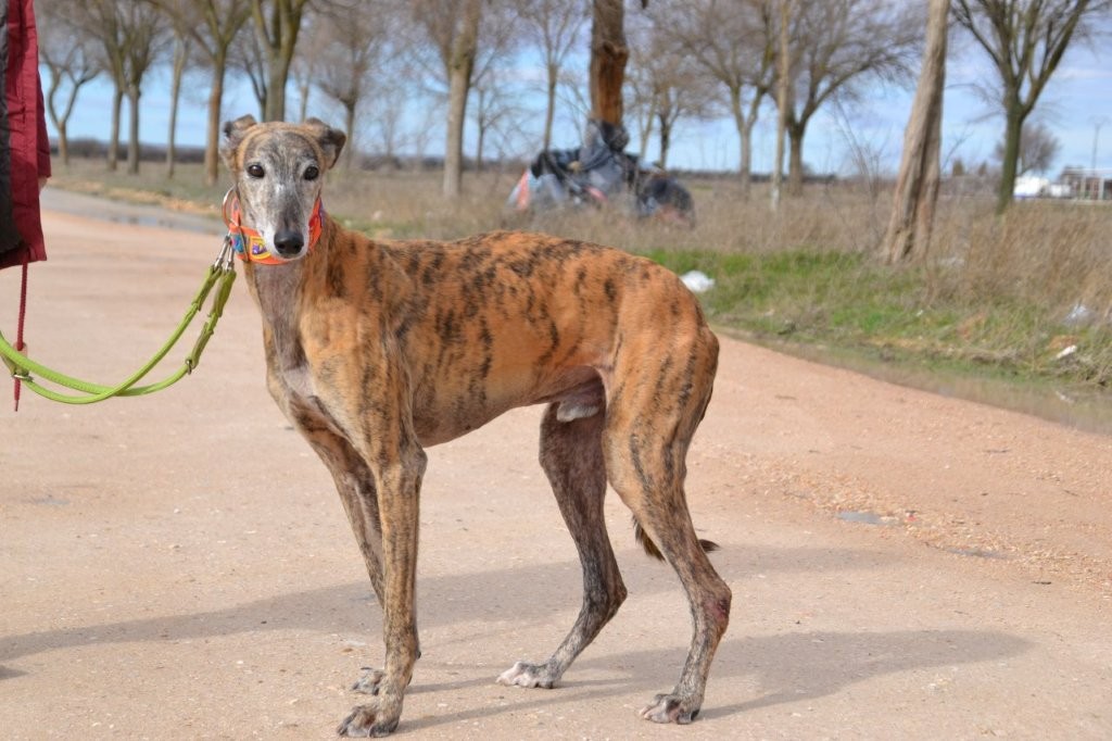 Photo de TANGO, un lévrier en attente d adoption