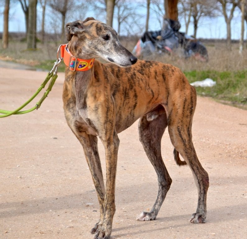 Photo de TANGO, un lévrier en attente d adoption