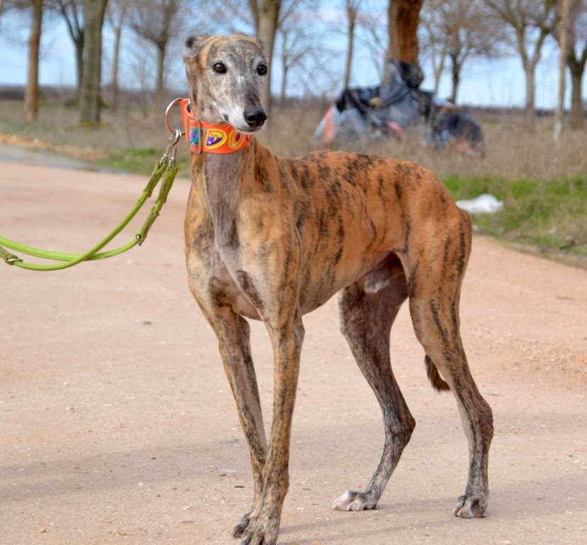 Photo de TANGO, un lévrier en attente d adoption