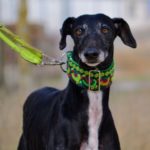 Photo de TEJA, un lévrier à adopté