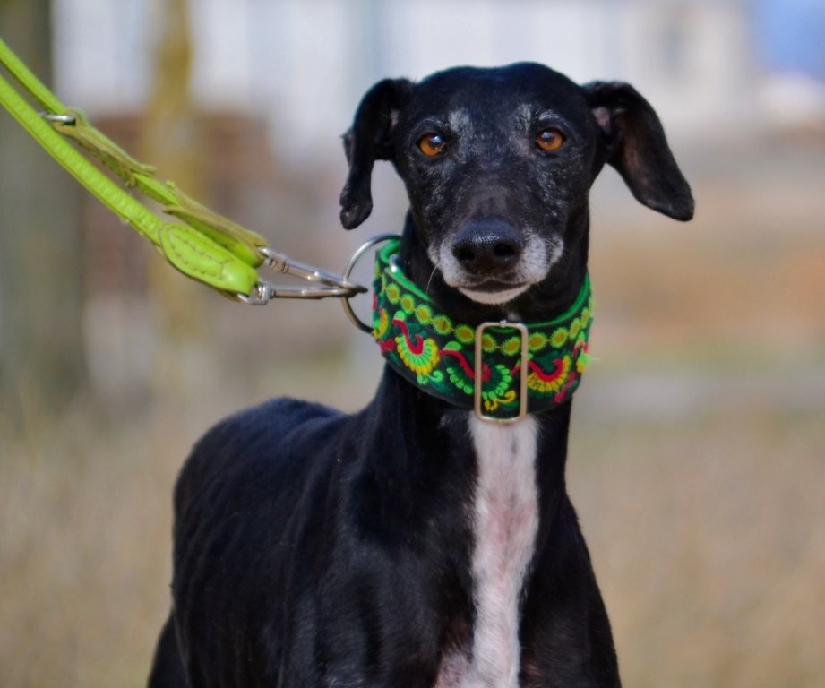 Photo de TEJA, un lévrier en attente d adoption