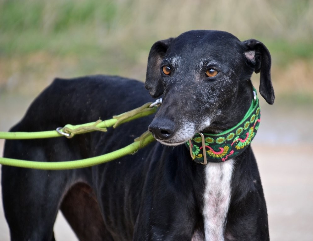 Photo de TEJA, un lévrier en attente d adoption