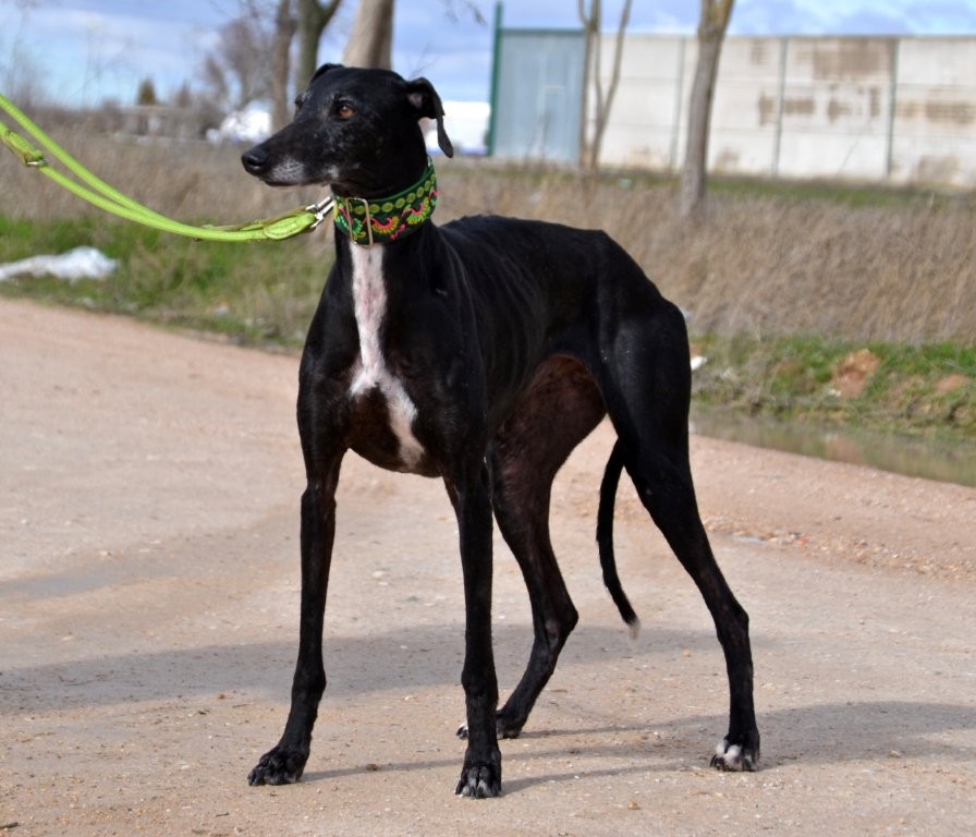 Photo de TEJA, un lévrier en attente d adoption