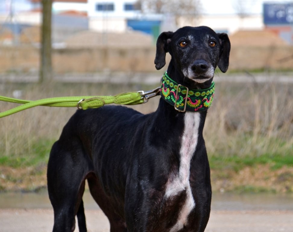 Photo de TEJA, un lévrier en attente d adoption