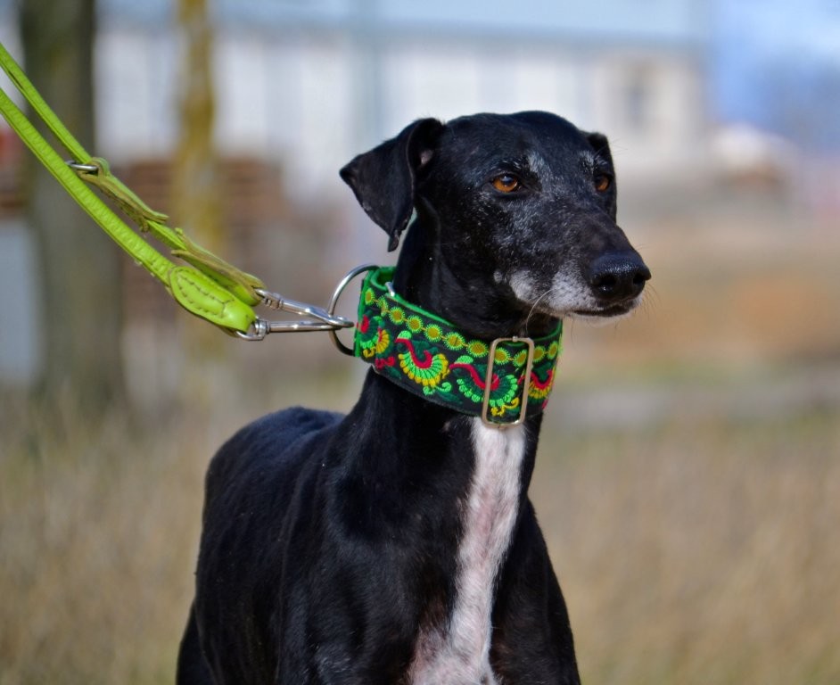 Photo de TEJA, un lévrier en attente d adoption