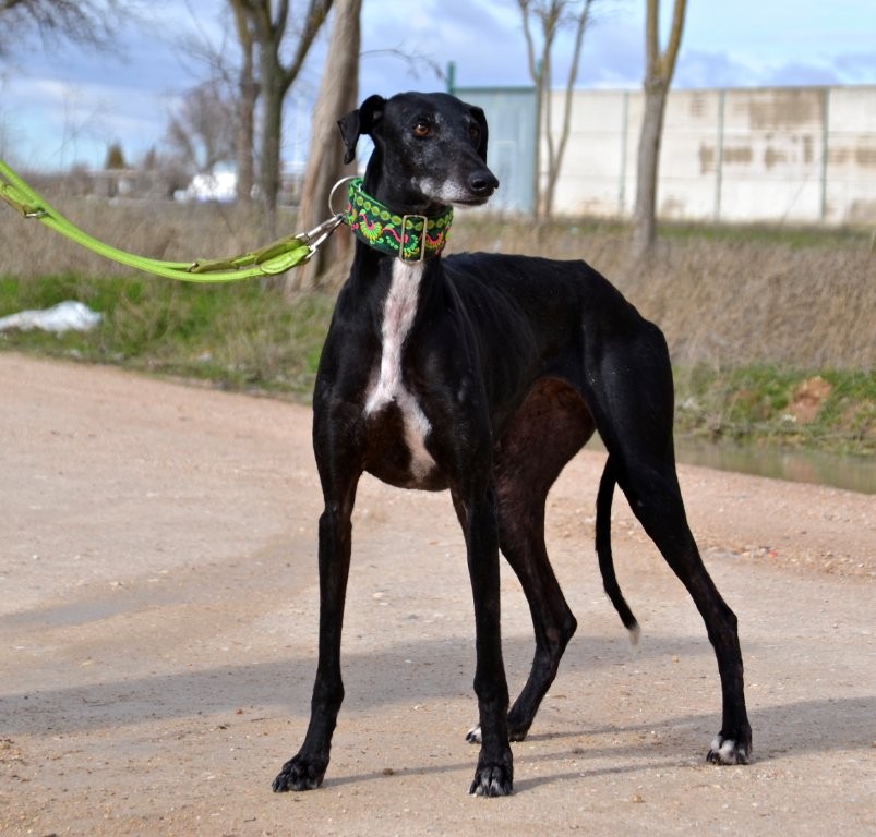 Photo de TEJA, un lévrier en attente d adoption