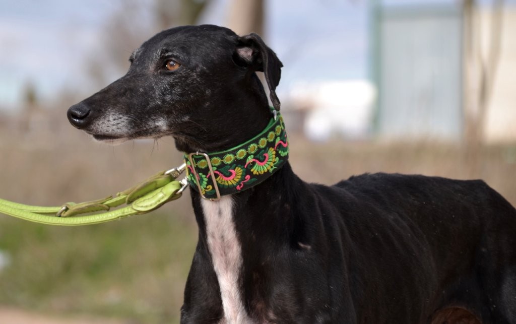 Photo de TEJA, un lévrier en attente d adoption