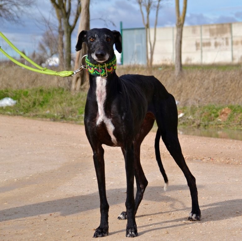 Photo de TEJA, un lévrier en attente d adoption