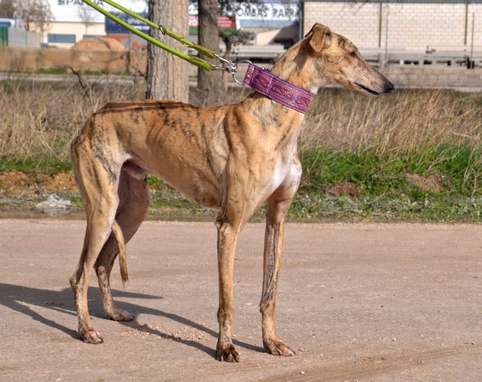 Photo de VERDEJO, un lévrier en attente d adoption