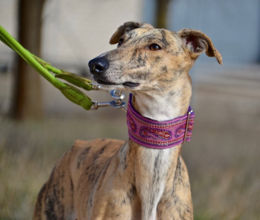 Photo de VERDEJO, un lévrier en attente d adoption