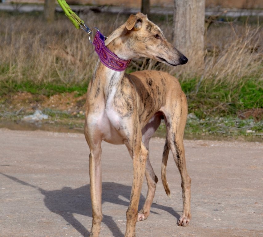 Photo de VERDEJO, un lévrier en attente d adoption