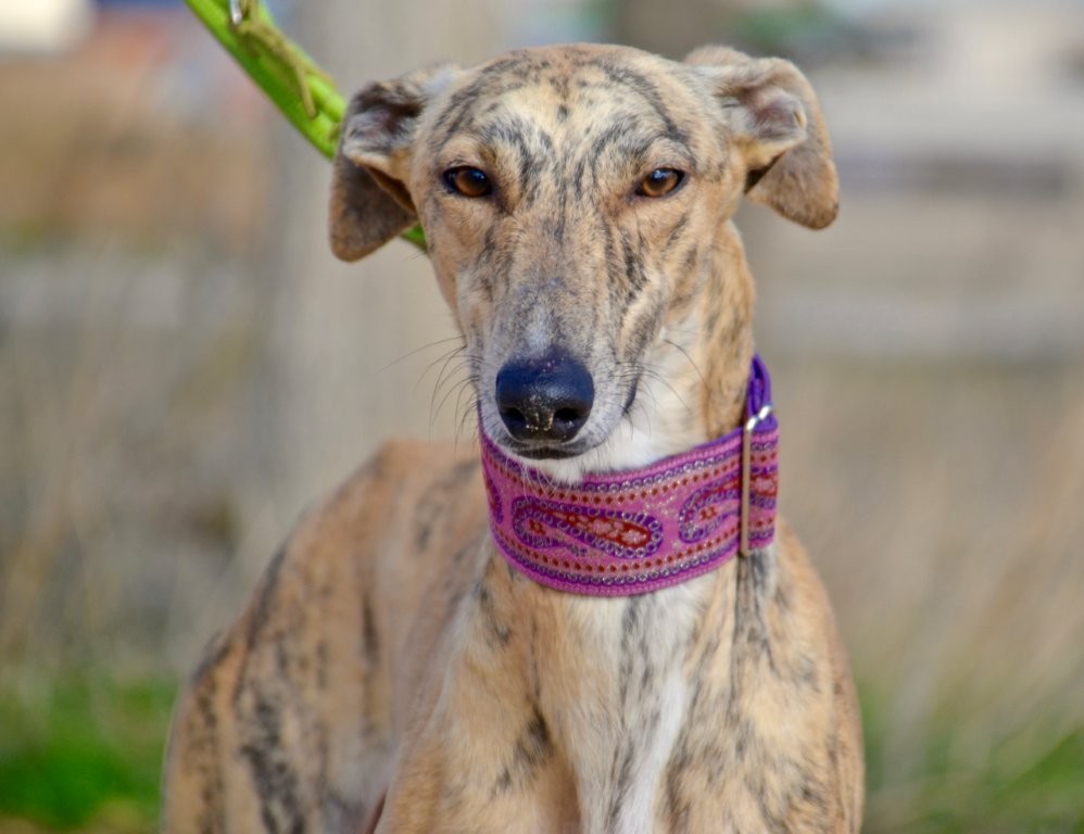 Photo de VERDEJO, un lévrier en attente d adoption