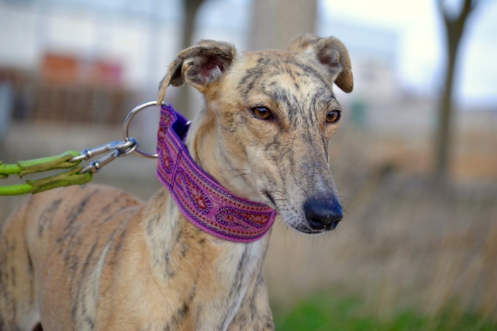 Photo de VERDEJO, un lévrier en attente d adoption