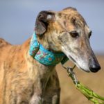 Photo de VERONICA, un lévrier à adopté