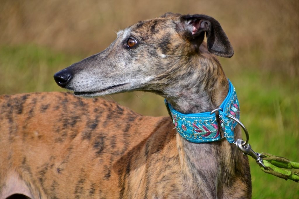 Photo de VERONICA, un lévrier en attente d adoption