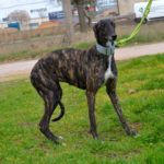 Photo de SAETA, un lévrier à adopté