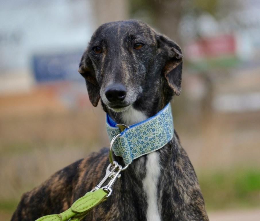 Photo de SAETA, un lévrier en attente d adoption