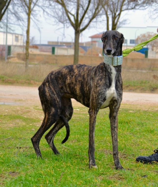 Photo de SAETA, un lévrier en attente d adoption