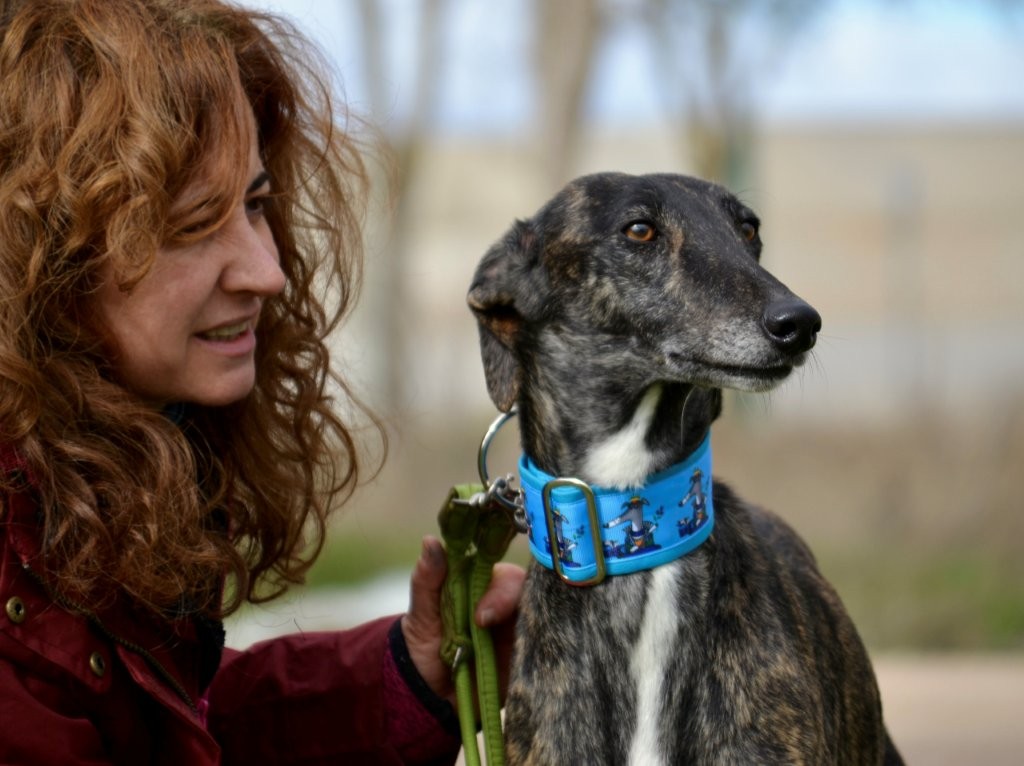 Photo de SAETA, un lévrier en attente d adoption