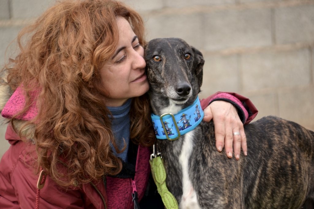 Photo de SAETA, un lévrier en attente d adoption