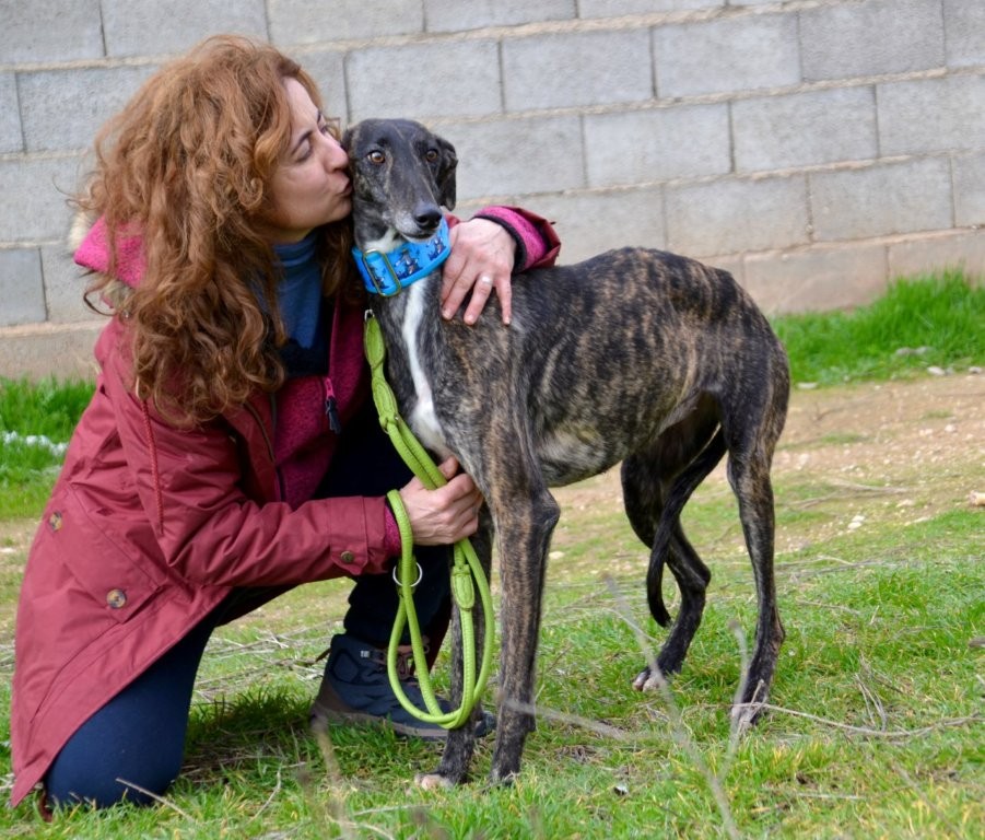 Photo de SAETA, un lévrier en attente d adoption