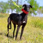 Photo de AIDA, un lévrier à adopté