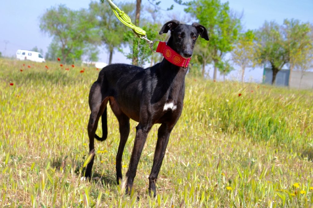 Photo de AIDA, un lévrier en attente d adoption